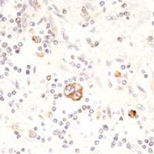 北京康為世紀(jì)生物科技 引領(lǐng)前沿生物科技，賦能健康未來(lái)